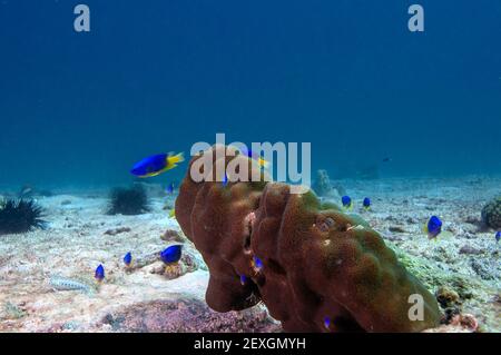 Caerulean Damsel, Pomacentrus caeruleus, swimming around a little coral in the sea bottom. Seychelles Stock Photo