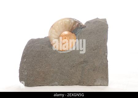 colorful ammonite crystal shell fossil in sedimentary rock Stock Photo