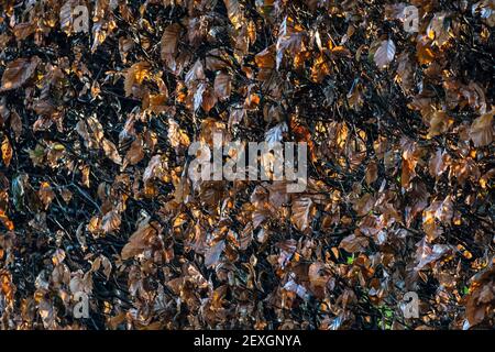 Pattern photography - dead beech hedge leaves Stock Photo