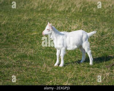 One young white goat grazes in meadow. Summer in full swing.  Stock Photo