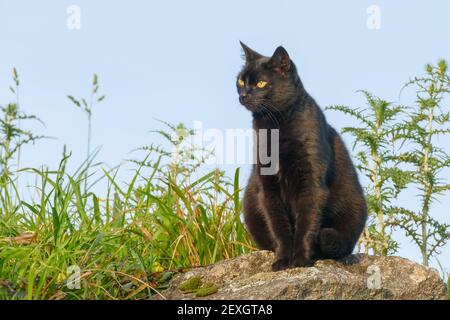 black cat outdoors on a stone with grass around Stock Photo