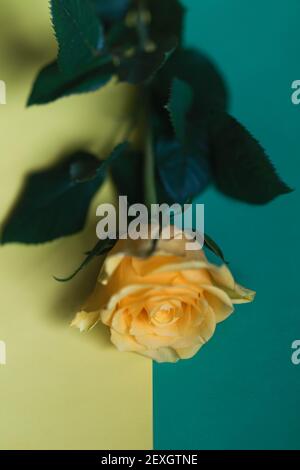 Yellow single rose on two colored background Stock Photo