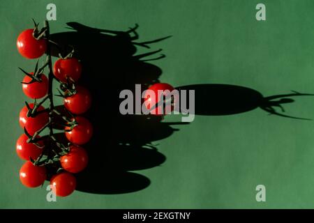 Cherry tomatoes on the branch on green background and single one Stock Photo