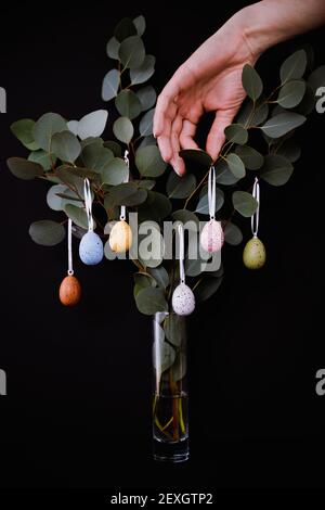 Decorating Eucalyptus branches with colored eggs in vase on black Stock Photo