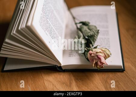 Single dying rose on opened book Stock Photo