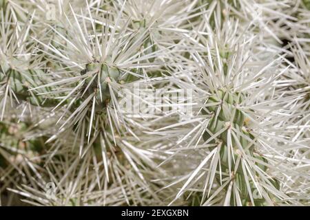 Silver Cholla Dense Spines Stock Photo