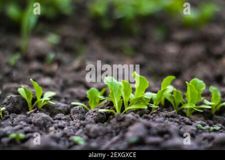 Young lettuce sprouts grow in the soil. Home gardening. Healthy Organic Vegetables. Blurred green and dark gray background. Green salad. Soft focus. Stock Photo