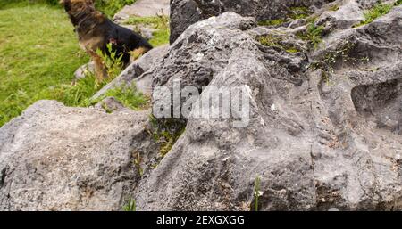 Inca Carved monkey on stone in cusco, Peru Stock Photo