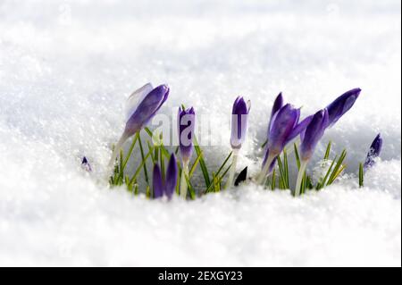 Purple crocuses growing through the snow in early Stock Photo