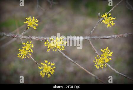 Cornus officinalis is a species of dogwood originated from Korea and China. It is a food and medicinal plant. Stock Photo