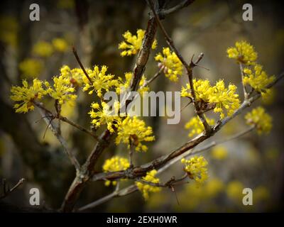 Cornus officinalis is a species of dogwood originated from Korea and China. It is a food and medicinal plant. Stock Photo