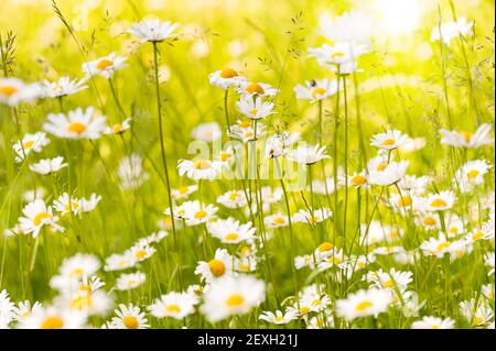 Ox eye daisy flowers on a meadow Stock Photo