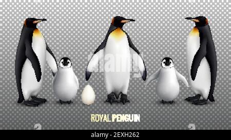 Royal penguin realistic set with with egg chick and  adult birds on transparent background vector illustration Stock Vector