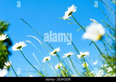 Oxeye daisy flowers Stock Photo