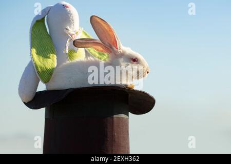 White Easter bunny. Magician rabbit with plush toy. Stock Photo
