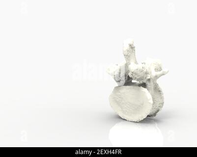 Model of human spine, vertebra, 3D render Stock Photo