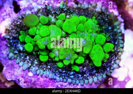 Amazing Biohazard Rhodactis green bounce mushroom coral Stock Photo