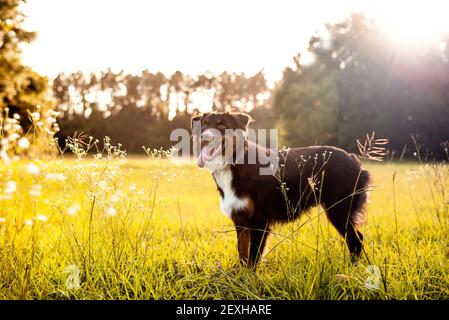 Australian Shepherd dog. Aussie dog in a field at sunset. Stock Photo