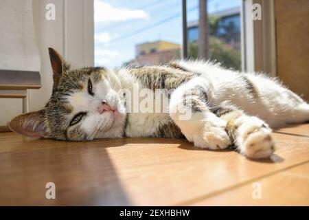 A selective focus of a white patterned cat lying on a wooden surface against a blurred background Stock Photo