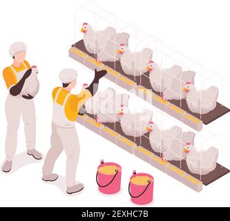 Poultry farm production workers in chicken stable checking and feeding birds collecting eggs isometric composition vector illustration Stock Vector