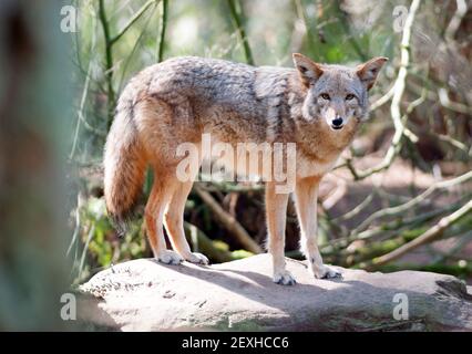 Wild Animal Coyote Stands On Rock Looking At Camera Stock Photo