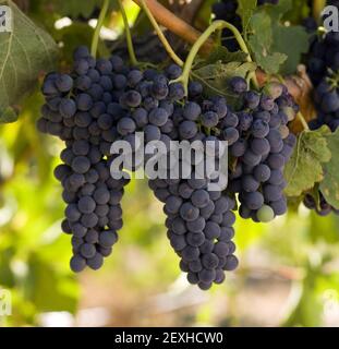 Grapes Clustered Together Still on Vine in Farmers Field Stock Photo