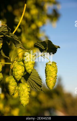 Green Hops Growing on the Vine Farmers Agriculture Field Stock Photo