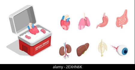 Isometric icons set with different donor human organs for transplantation isolated on white background 3d vector illustration Stock Vector