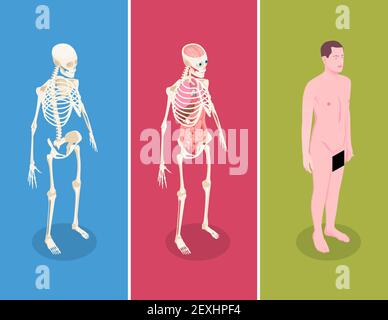 Anatomy isometric banners set with male body and two human skeletons on colorful background 3d isolated vector illustration Stock Vector