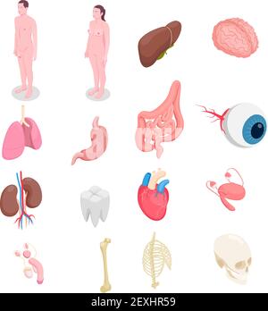 Human organs isometric icons set with male and female bodies liver eye bones kidneys heart isolated on white background 3d vector illustration Stock Vector
