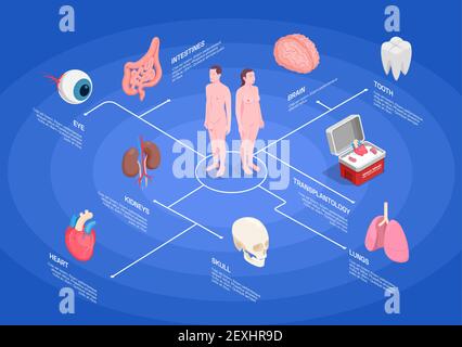 Human organs isometric flowchart with kidneys heart eye lungs tooth brain on blue background 3d vector illustration Stock Vector