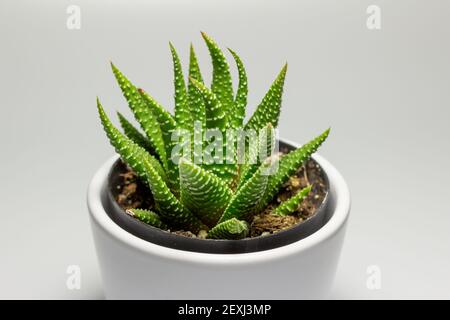 Close up abstract view of a small potted zebra cactus (haworthia attenuata) in a white porcelain pot with white background Stock Photo