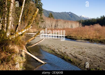 Winter Along  Mountain Stream Hoh River Banks Olympic Mountains Stock Photo