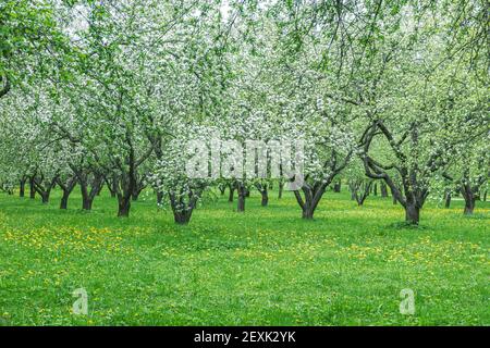 rows of apple trees in orchard during blooming at spring time Stock Photo