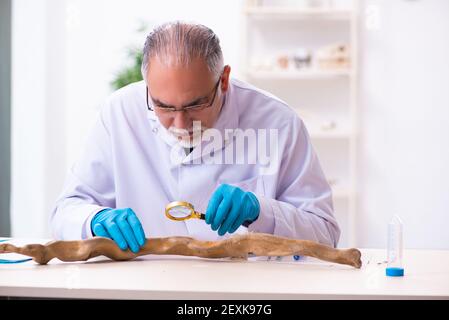 Old male paleontologist working in the lab Stock Photo