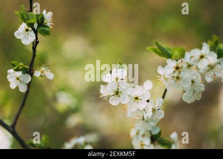 White Young Spring Flowers Growing In Branch Of Tree in Forest Stock Photo