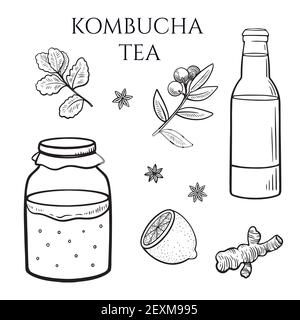 Set of kombucha mushroom in container, bottle with tea drink, ginger, mint, lemon and other spices. Stock Vector
