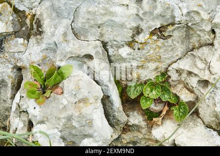 High resolution natural stone texture and surface background with green plants Stock Photo