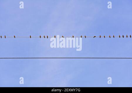 A flock of birds sitting on an electric line Stock Photo