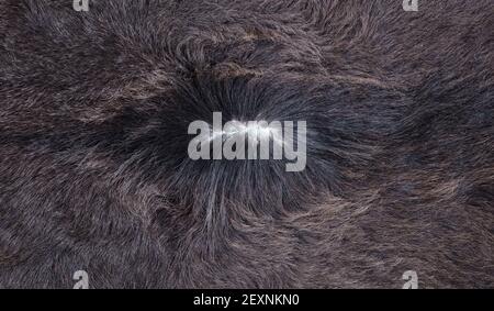 Isolated picture of a cow skin, dark brown hair Stock Photo