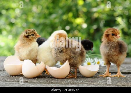 Small chicks and egg shells Stock Photo