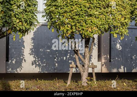 Early morning sunrise casts almost horizontal shadows of trees onto the building they are planted in front of, to block the view from outsiders, inwar Stock Photo