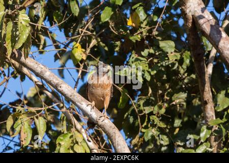 Roadside Hawk (Buteo magnirostris) in nature, seen in the northern Pantanal in Mato Grosso, Brazil Stock Photo