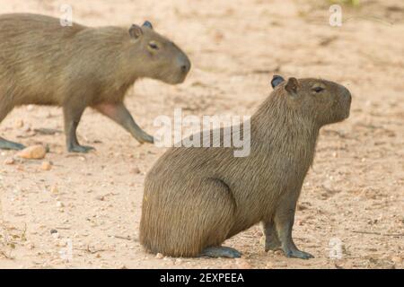 A Capybara sitting on the Transpantaneira in the northern Pantanal in Mato Grosso, Brazil Stock Photo