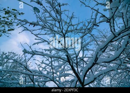 Snowy tree branches in the forest in focus. Winter background photo. Winter theme. Snow covered trees. Stock Photo