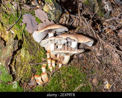 Lamellar mushrooms on a tree stump between moss and autumn leaves Stock Photo