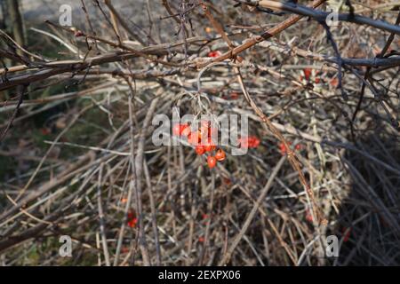 Dried and frozen red berries on a branch in winter Stock Photo