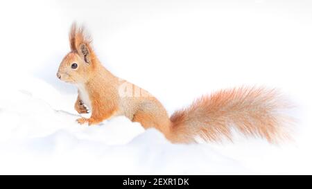 Tamia Sciurus hudsonicus red squirrel on white snow. Stock Photo