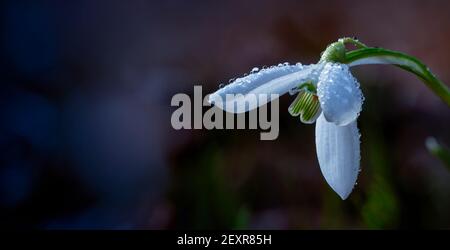 Galanthus snowdrop, selective focus. Rare plant. A wonderful gift for Valentine's Day. Stock Photo