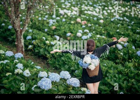 The scenery of a happy tourist in a hydrangea flower field at Khun Pae, Chiang Mai, Thailand. Stock Photo